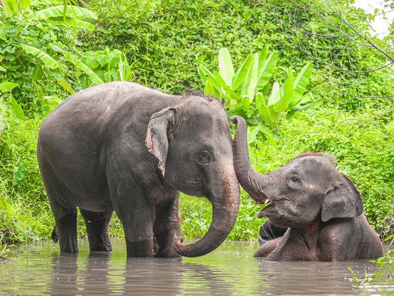 Phuket’s Ethical Elephant Care Experience