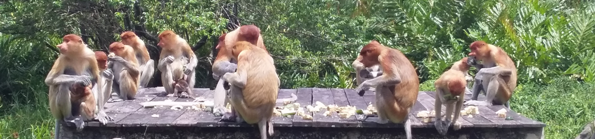 Image of Wildlife Day