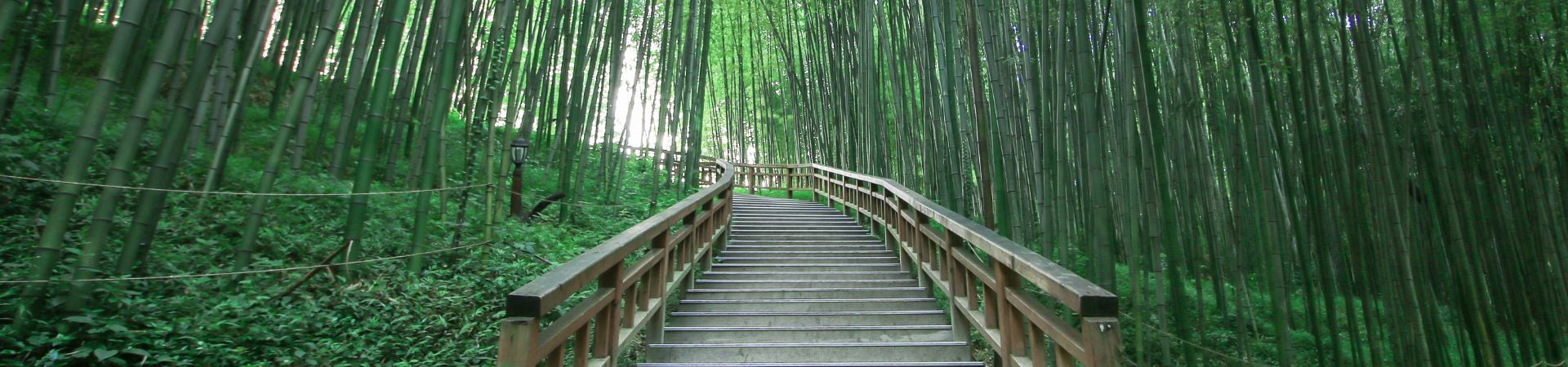 Image of Damyang Bamboo Forest & Gwangju Culture