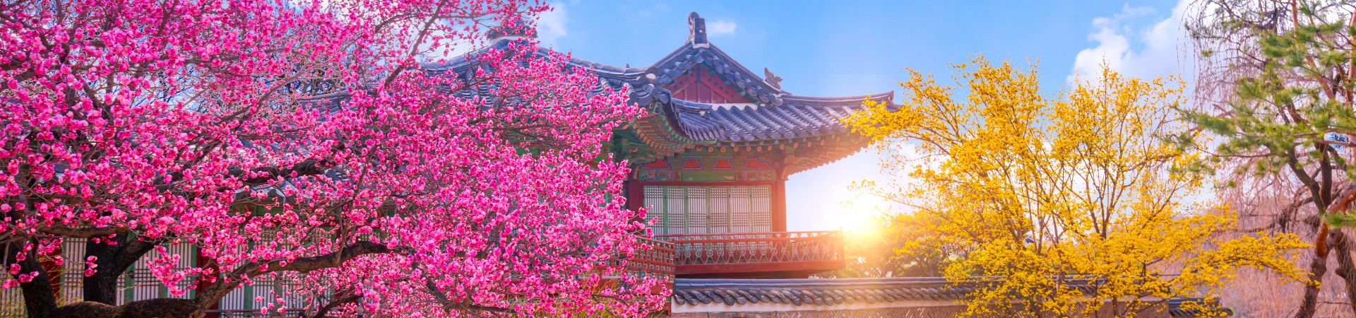 Image of Cherry Blossom in Seoul