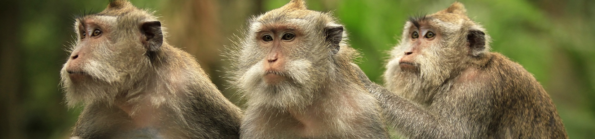 Image of The Absolute Classic of Ubud and Beyond