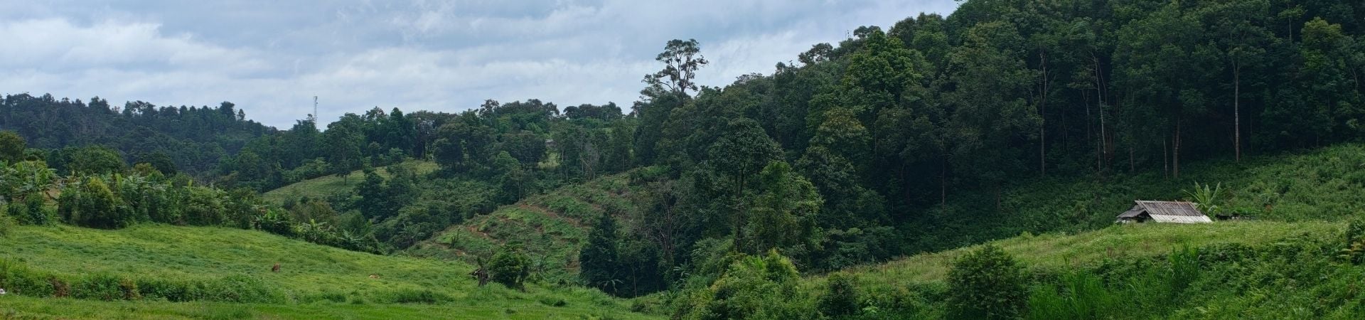 Image of The Karen Coffee Trail A Hilltribe Immersion