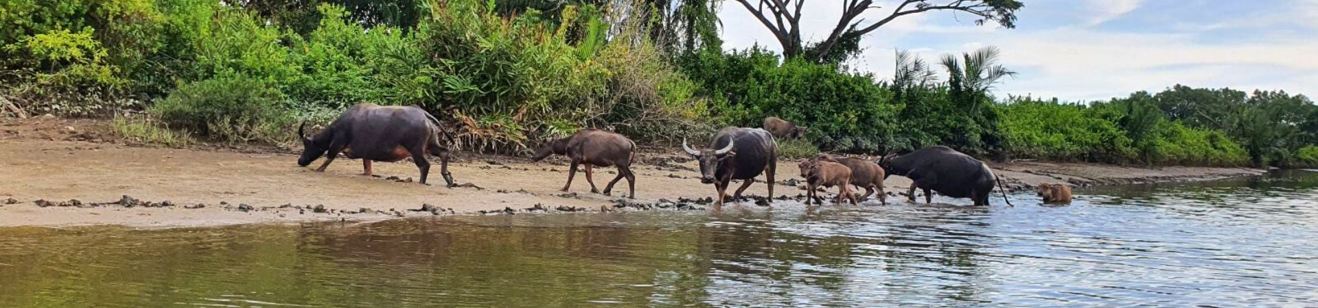 Image of Proboscis & Fireflies Cruise