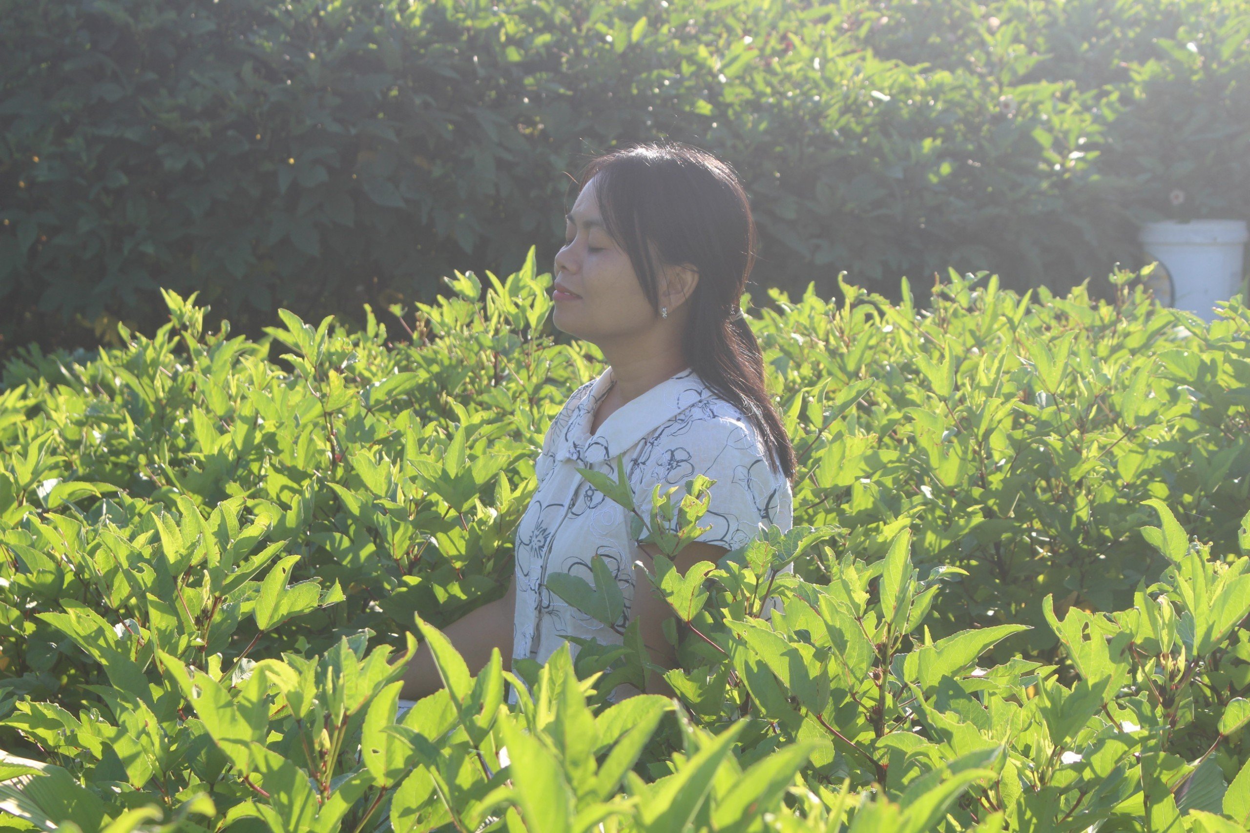 Aromatic Flavors: Discover the Power of Herbs