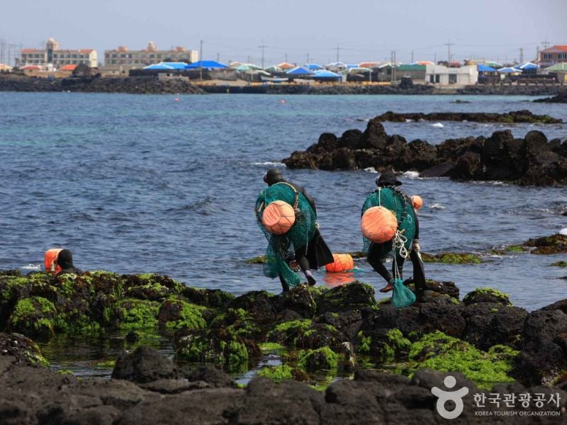 West Jeju Explorer : Haenyeo, Nature and Peaks