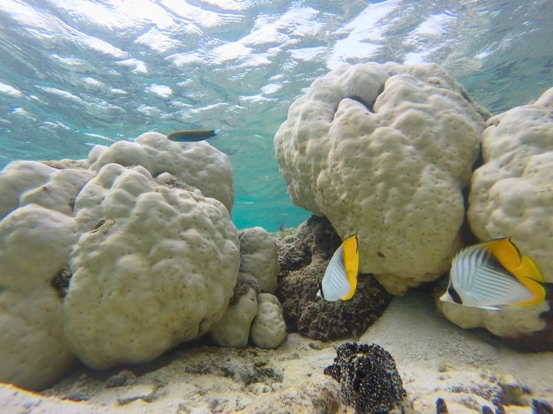 Red Sea & Historical Jeddah Discovery