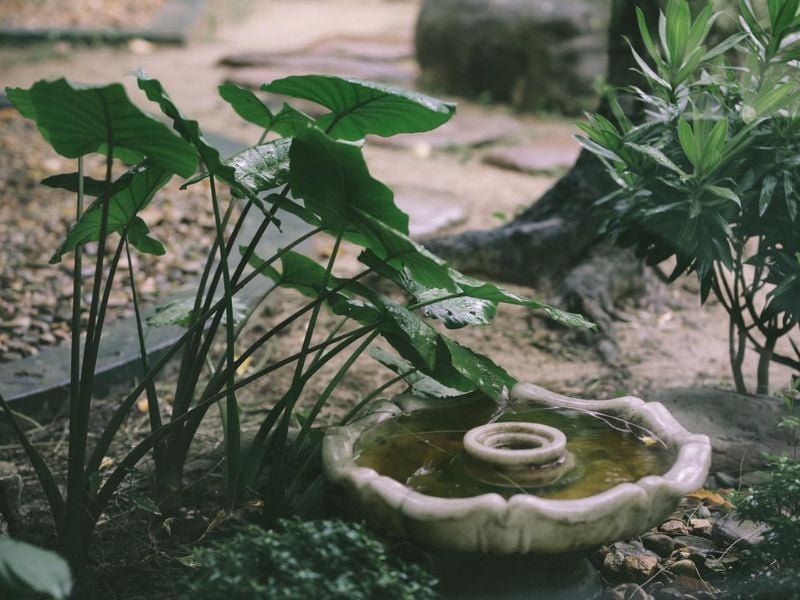 Hue: The Tradition of Plant Based Cooking