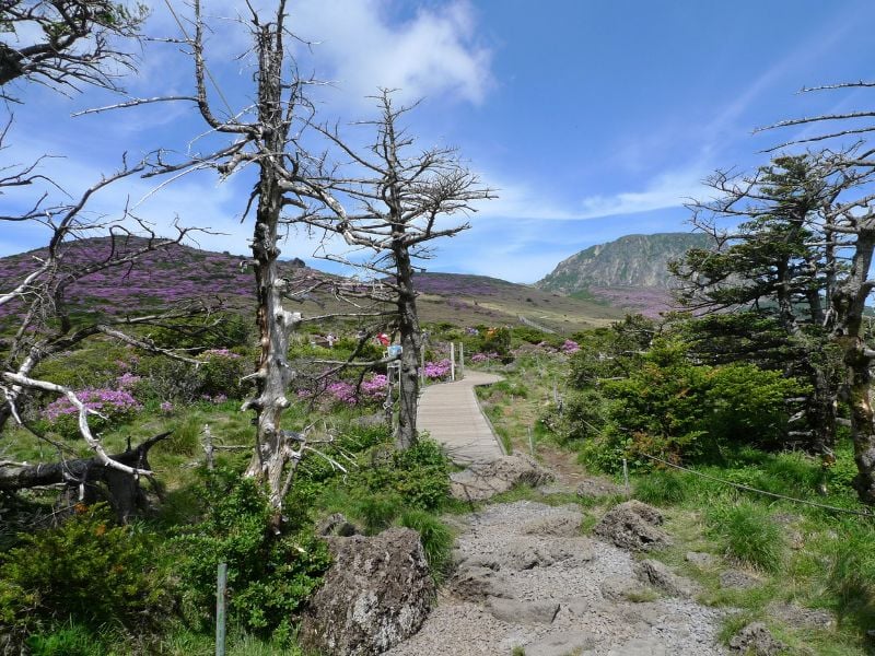 Image of Jeju Halla moutain trekking