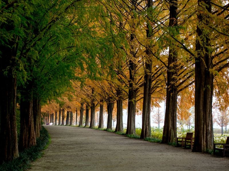 Damyang Bamboo Forest & Gwangju Culture