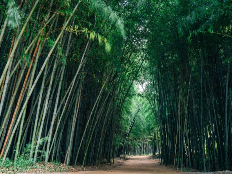Damyang Bamboo Forest & Gwangju Culture
