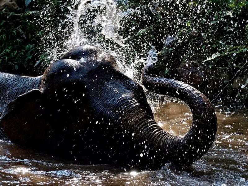 Image of Mekong Elephant Wonders