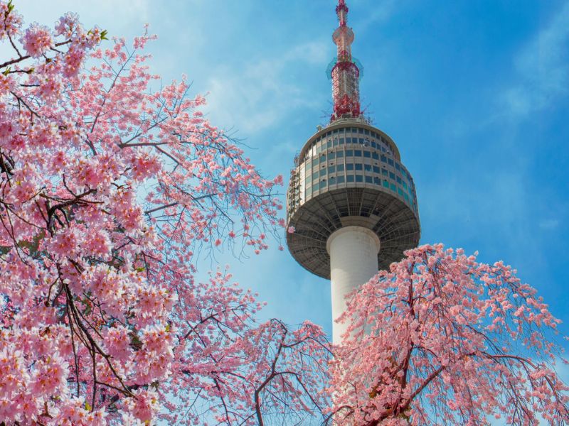 Cherry Blossom in Seoul