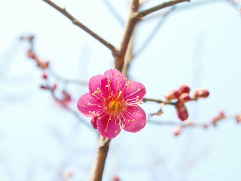 Cherry Blossom in Seoul