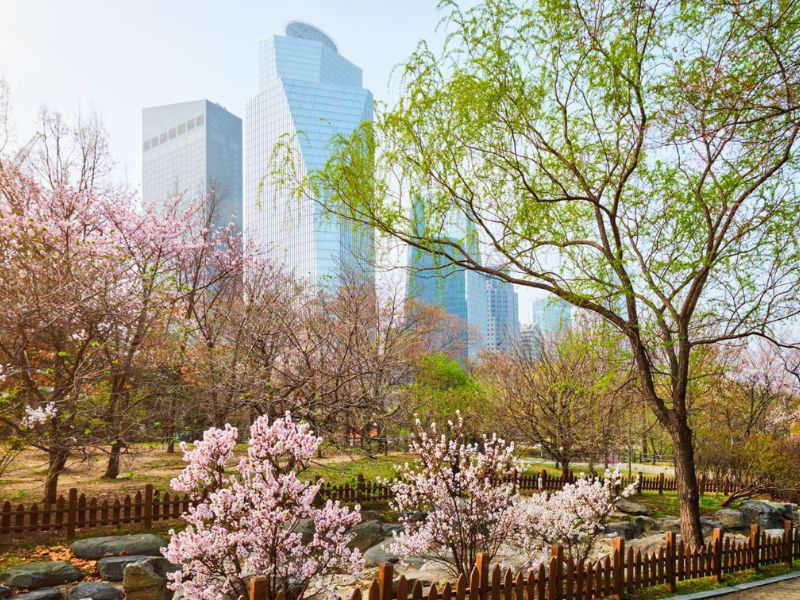 Cherry Blossom in Seoul