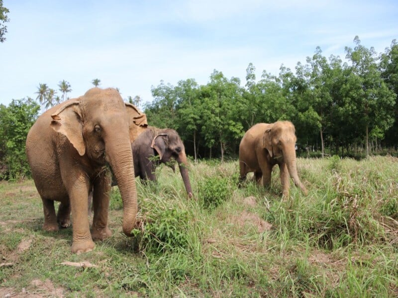 Samui Elephant Kingdom (SIC)