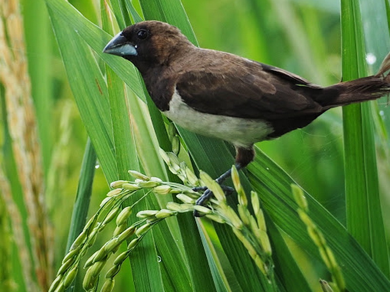 Ubud Naturalist and Birds Walk