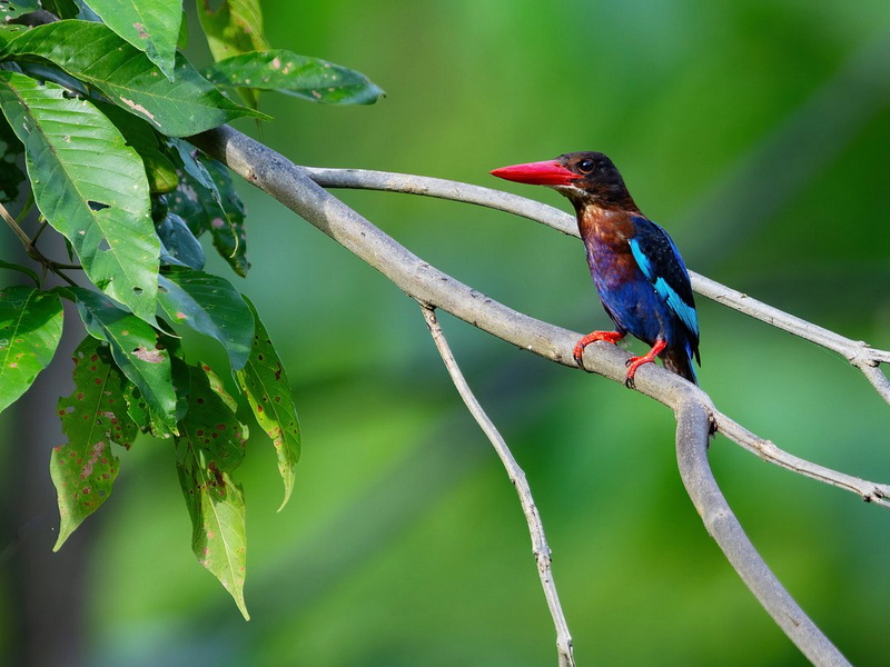 Ubud Naturalist and Birds Walk