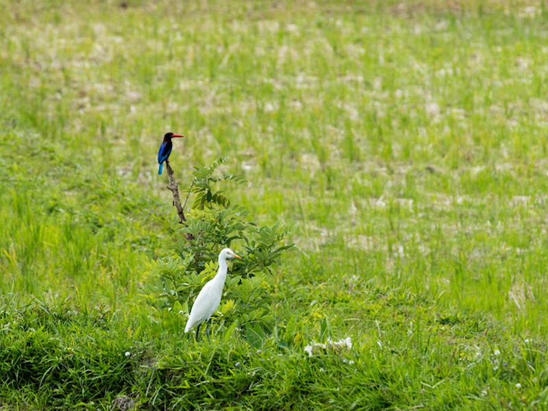 Ubud Naturalist and Birds Walk