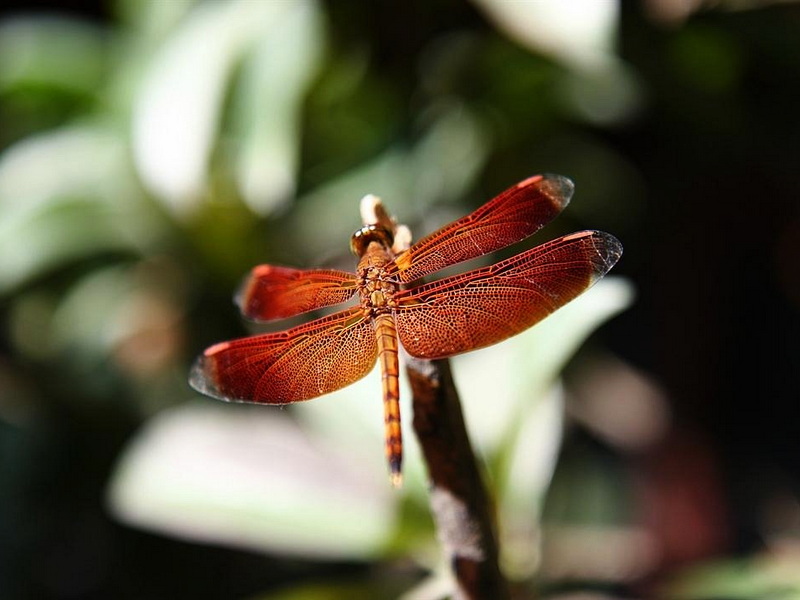 Ubud Naturalist and Birds Walk