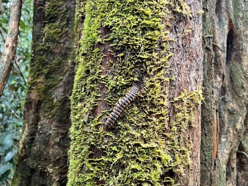 Langkawi Rainforest Trek