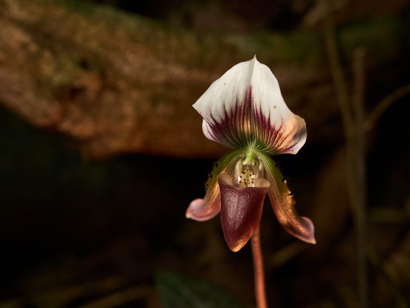 Nam Kat Yorla Paa Orchid Specialist Trek