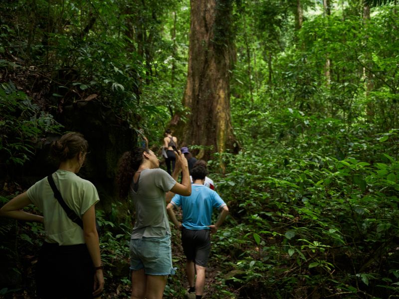 Nam Kat Yorla Paa Giant Tree Hike