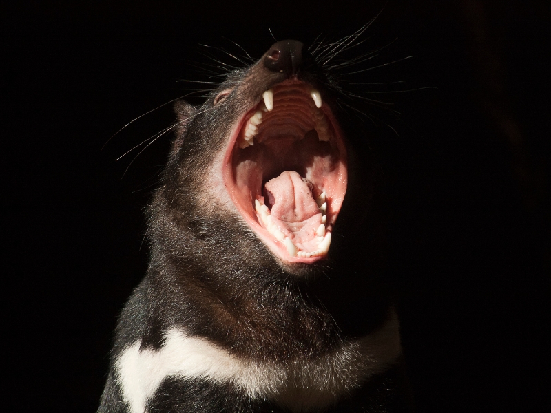 Unveiling the Nocturnal World