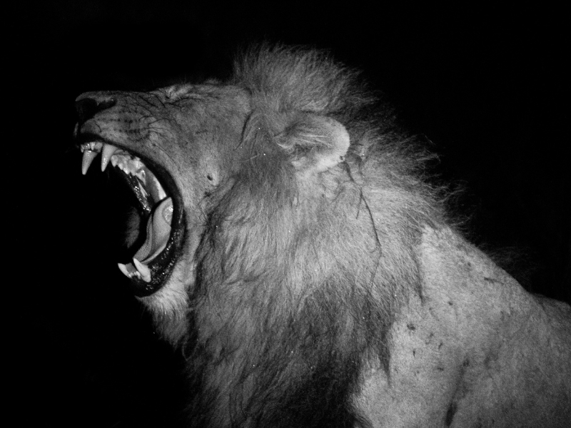 Unveiling the Nocturnal World