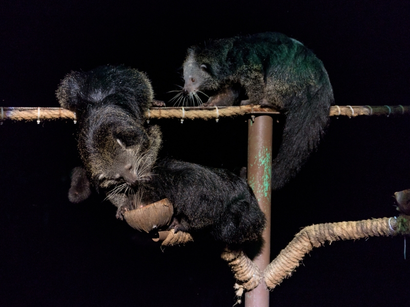 Unveiling the Nocturnal World