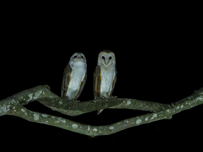 Unveiling the Nocturnal World