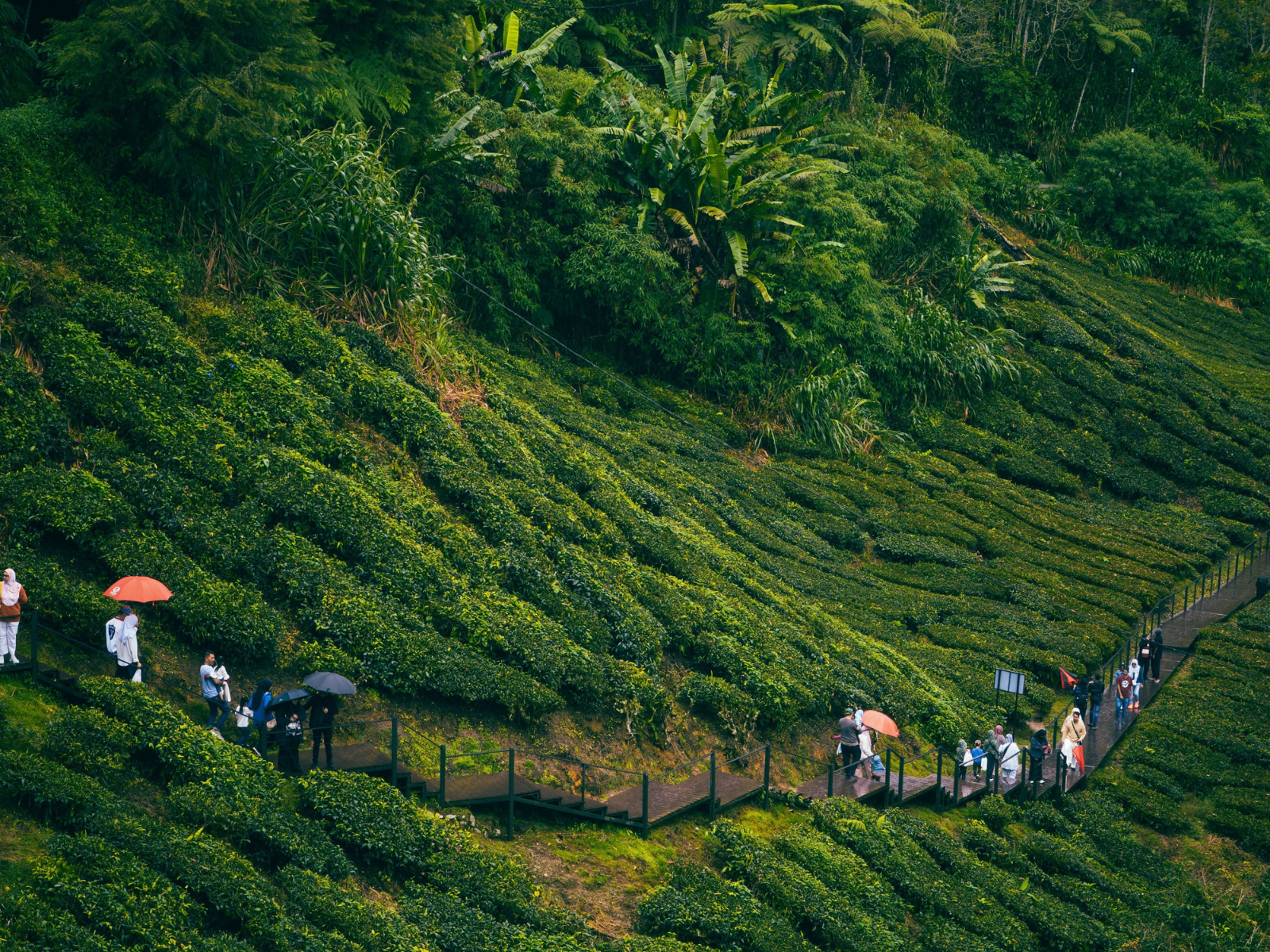 Plantation Walk with Sound Healing
