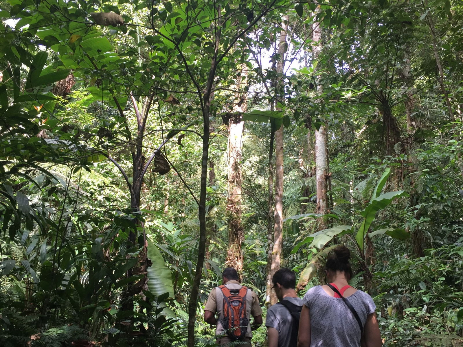 Forest Bathing at Coral Hill