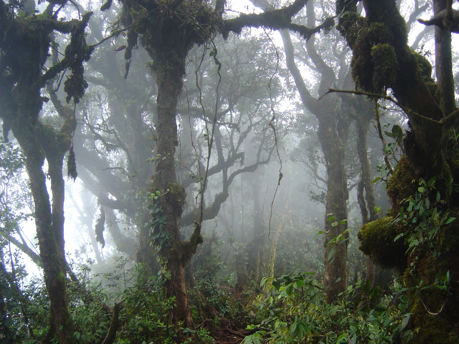 Forest Bathing at Coral Hill