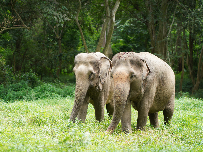 Elephant Haven (Start From BKK)