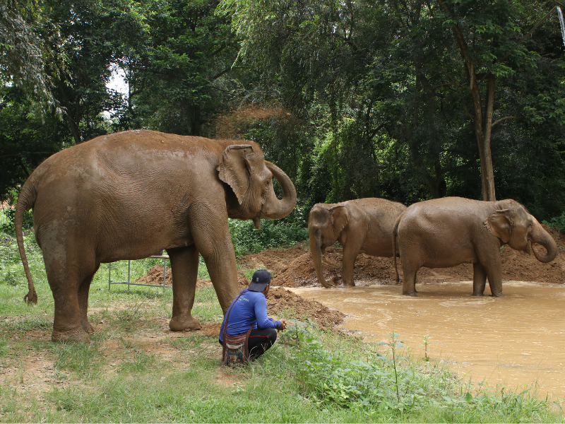 Elephant Haven (Start From BKK)