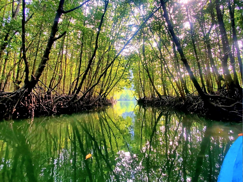 Langkawi Mangrove Forest Kayak (Join in Tour)