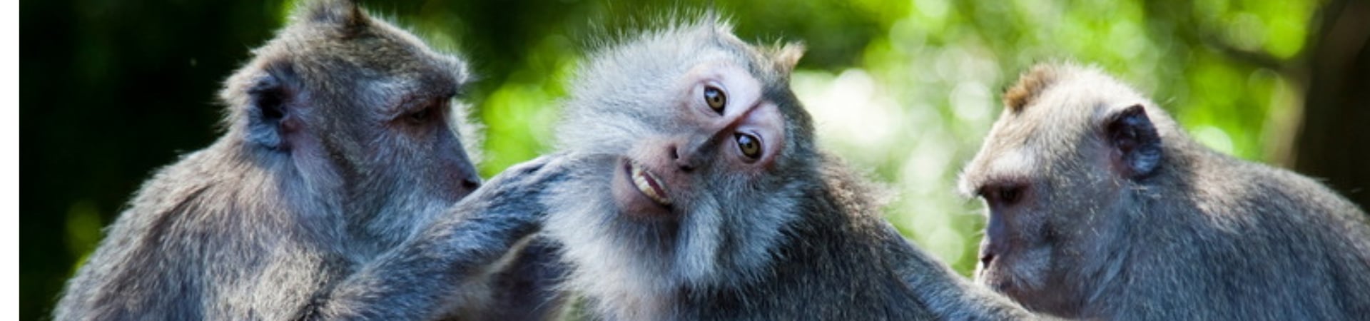 Image of The Absolute Ubud Classics