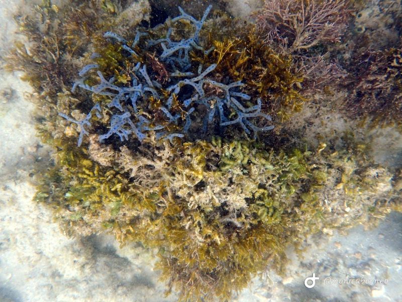 Ara Dinawan Island Escape