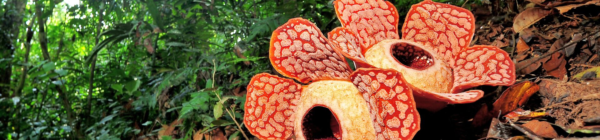 Image of The World’s Largest Flower