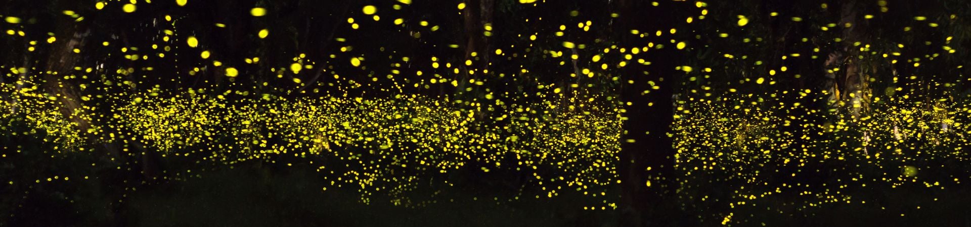 Image of Batu Caves & Fireflies