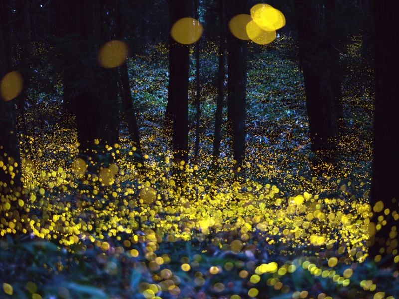 Kuala Selangor’s Fireflies