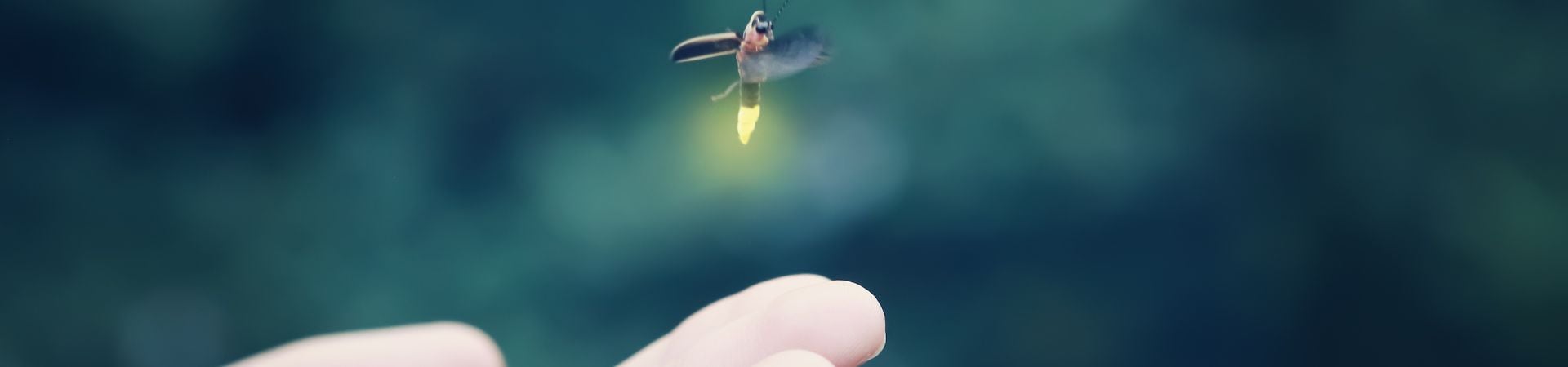 Image of Kuala Selangor’s Fireflies