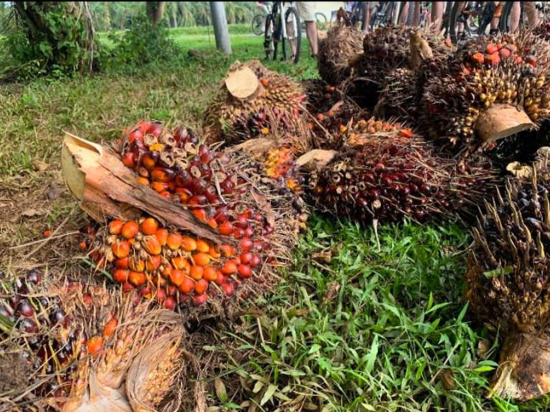 Cycling Rural Malacca