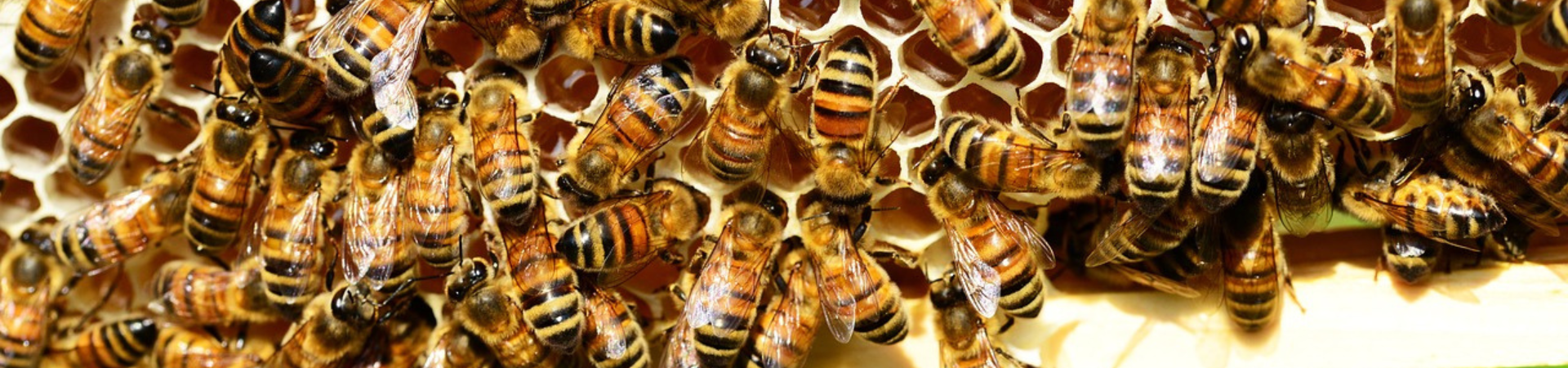 Image of Singapore Rooftop Farm Experience
