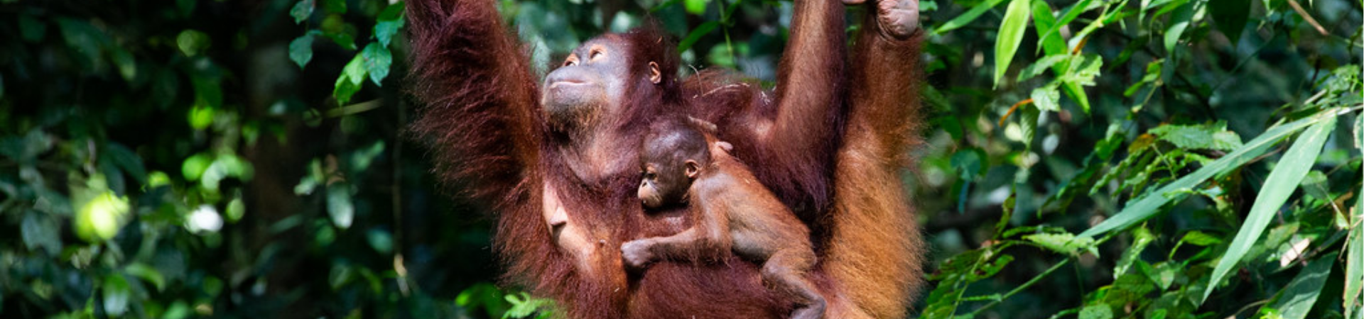 Image of Sepilok Wildlife and Sandakan Heritage