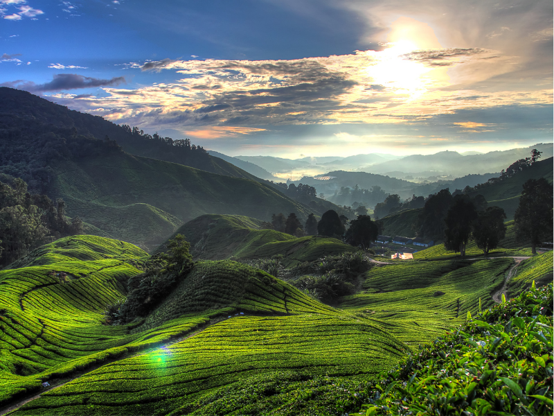 A Cameron Highlands Mystery Walk
