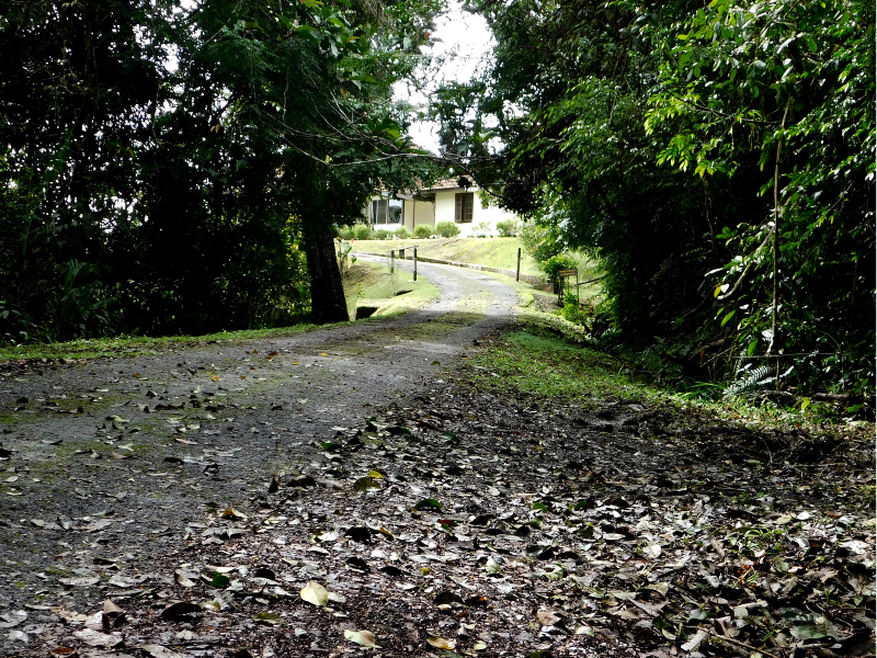 A Cameron Highlands Mystery Walk