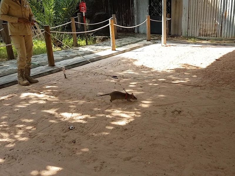 A Visit With Hero-Rats At Apopo Visitors Center