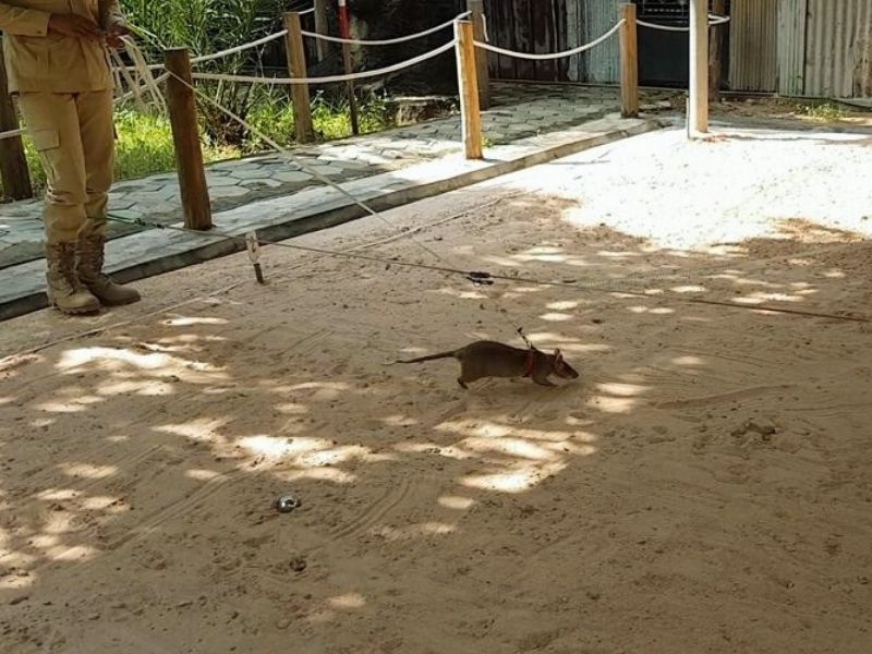 A Visit With Hero-Rats At Apopo Visitors Center