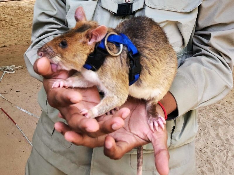 A Visit With Hero-Rats At Apopo Visitors Center